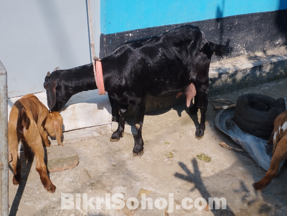 দেশি ছাগল